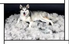 毛質(zhì)差、過(guò)度脫毛？華興重磅推出犬美毛處方糧