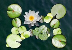 夏至丨夏花燦爛，愛至美好